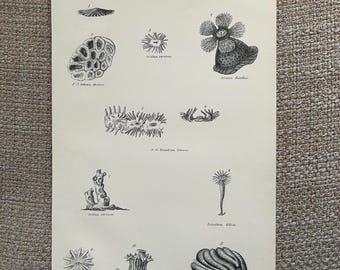 C1870s Coral Engraving | Actinozoa Anemones & Sea Life | Antique Marine Biology Print | Victorian Natural History