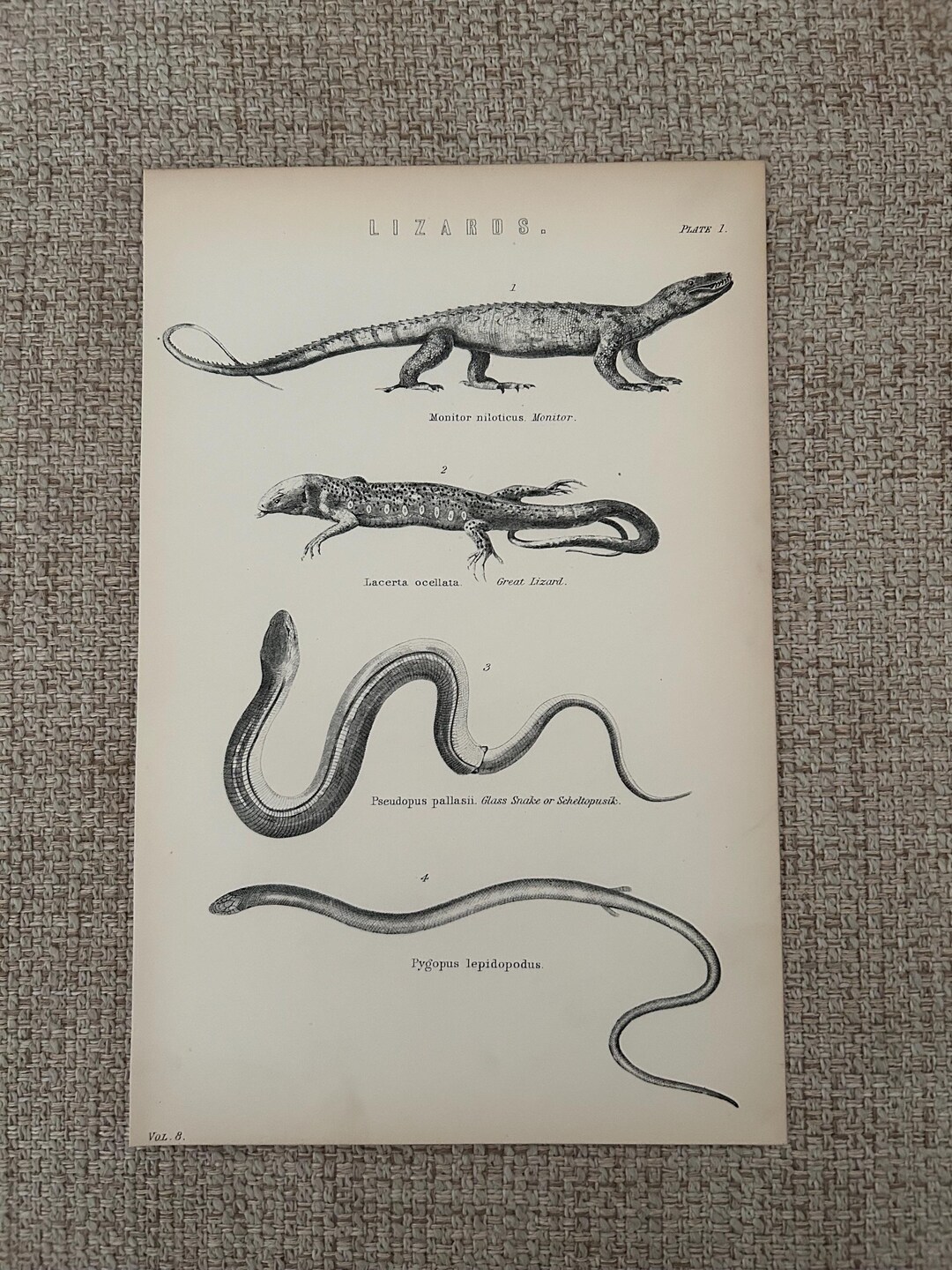 Antique 1870s Lizard Engraving – Monitor Lizard | Victorian Reptile ...