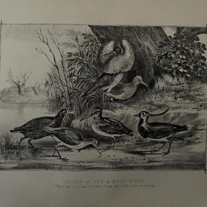 Gravure ancienne du XIX siècle représentant 2 oiseaux de paradis | Selency