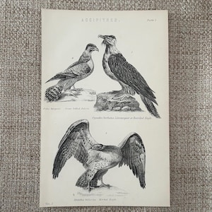 Antique Print 1870s | Bird Engraving | Falcon Bearded Eagle | Martial Eagle