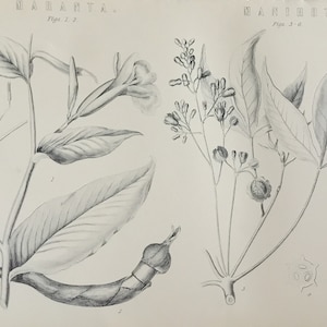 Antique Print C1870's Maranta Manihot Engraving Botany Plants Botanical Garden Picture Art