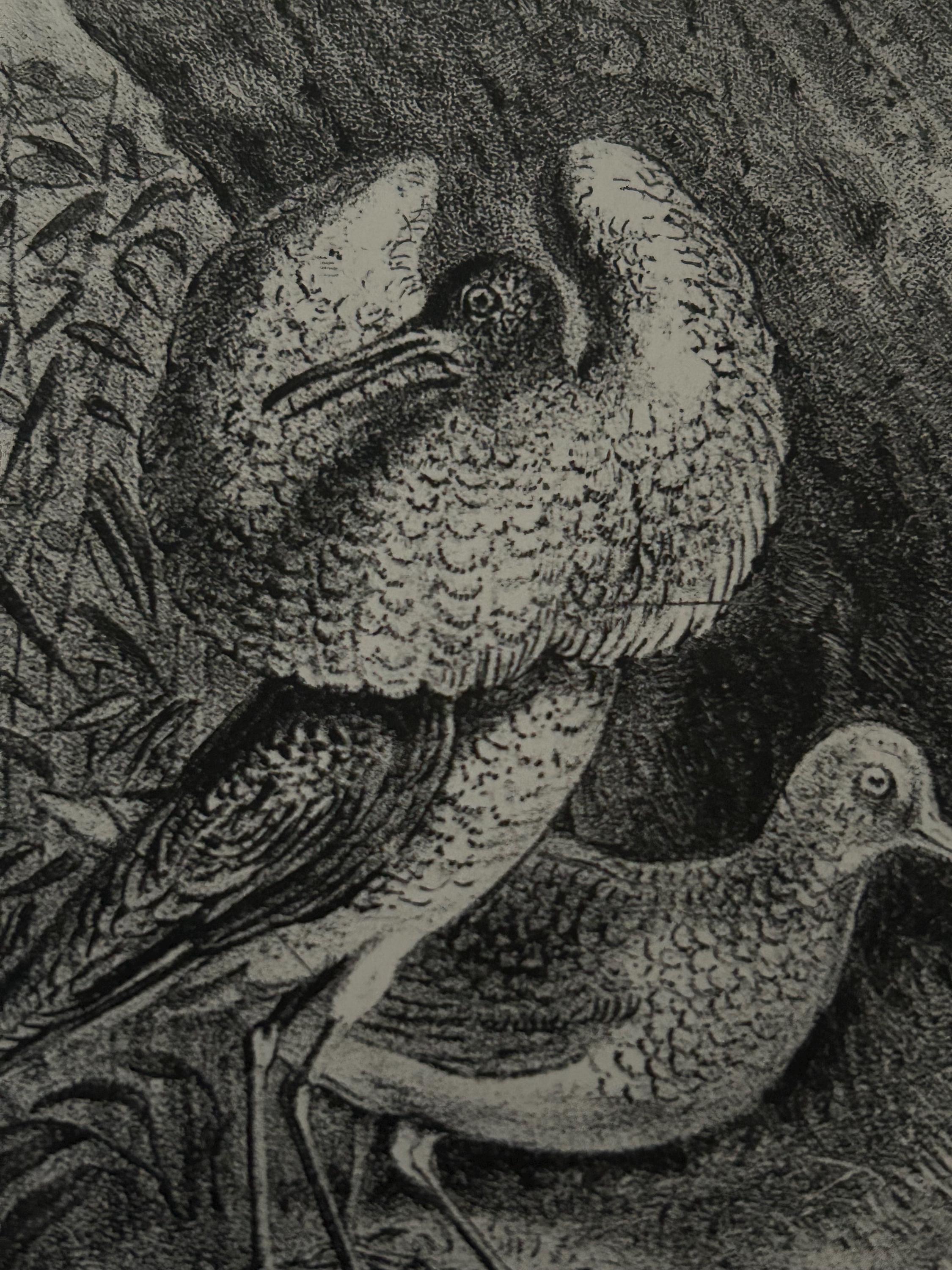 Gravure Chasse Oiseaux Originale 1879 - Art Ancien Bois 41cm - Édition Limitée
