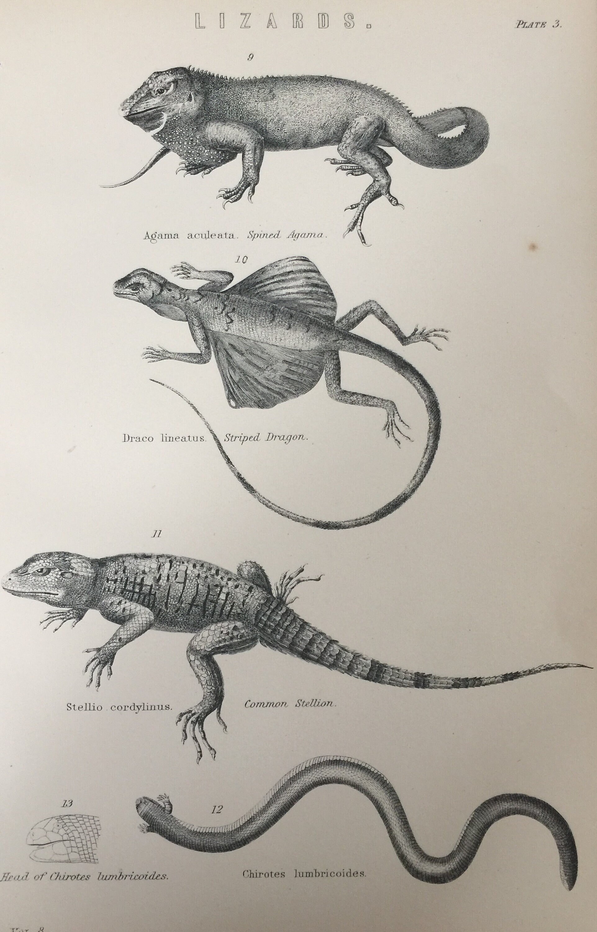 Antique Print C1870's Lizards Engraving Striped Dragon Spine