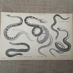 Antique Print | Serpents Engraving c1870s | Boa Constrictor Rock & Sea Snakes | Victorian Natural History | Antique