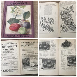 Pictorial Practical Fruit Growing 1909 | Walter P. Wright | Antique Gardening Book | Illustrated Cassell | Maroon Cloth Cover