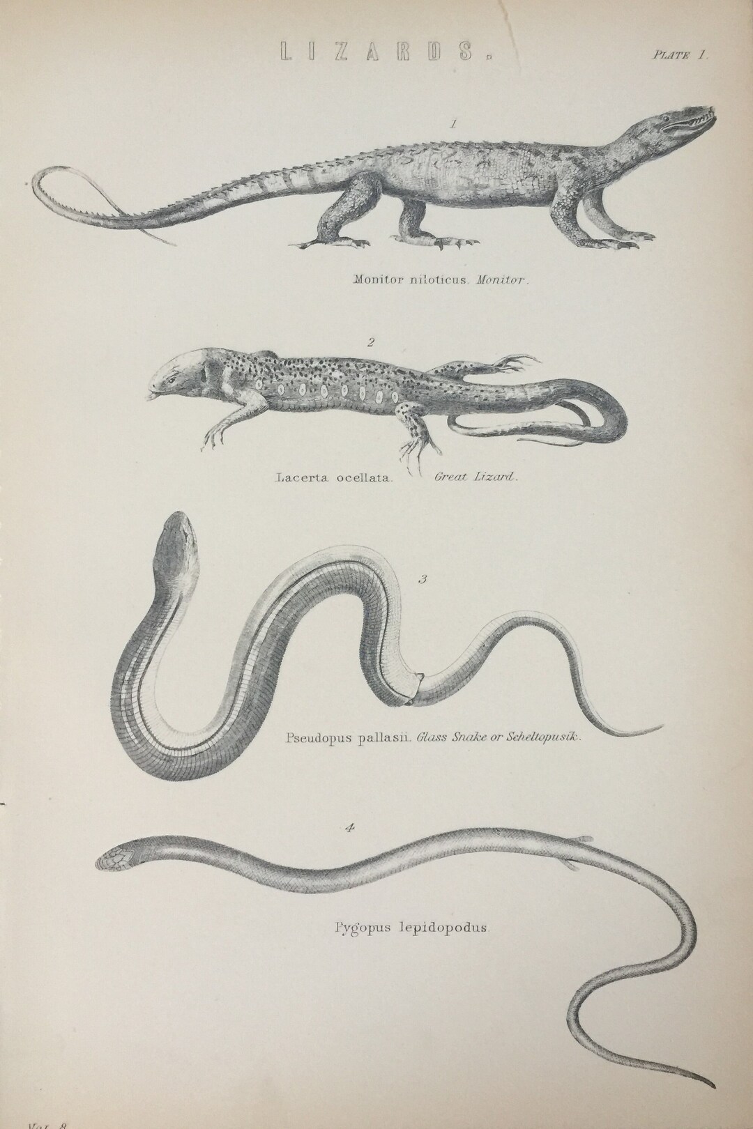 Antique Print Lizards Monitor & Great Lizard Dated C1870's Reptiles ...