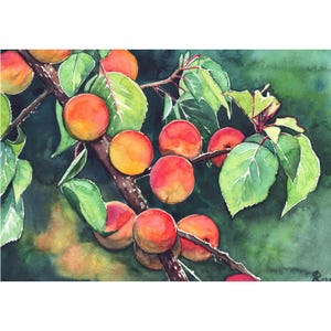 Apricots ORIGINAL WATERCOLOR PAINTING fruits