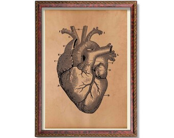 Heart anatomy print Antique medical poster Wall decor