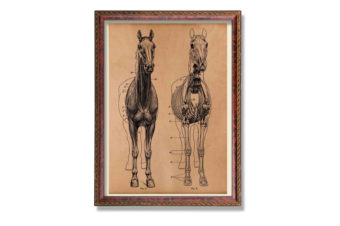 Vintage animal anatomy print Horse skeleton poster Anatomical Etsy