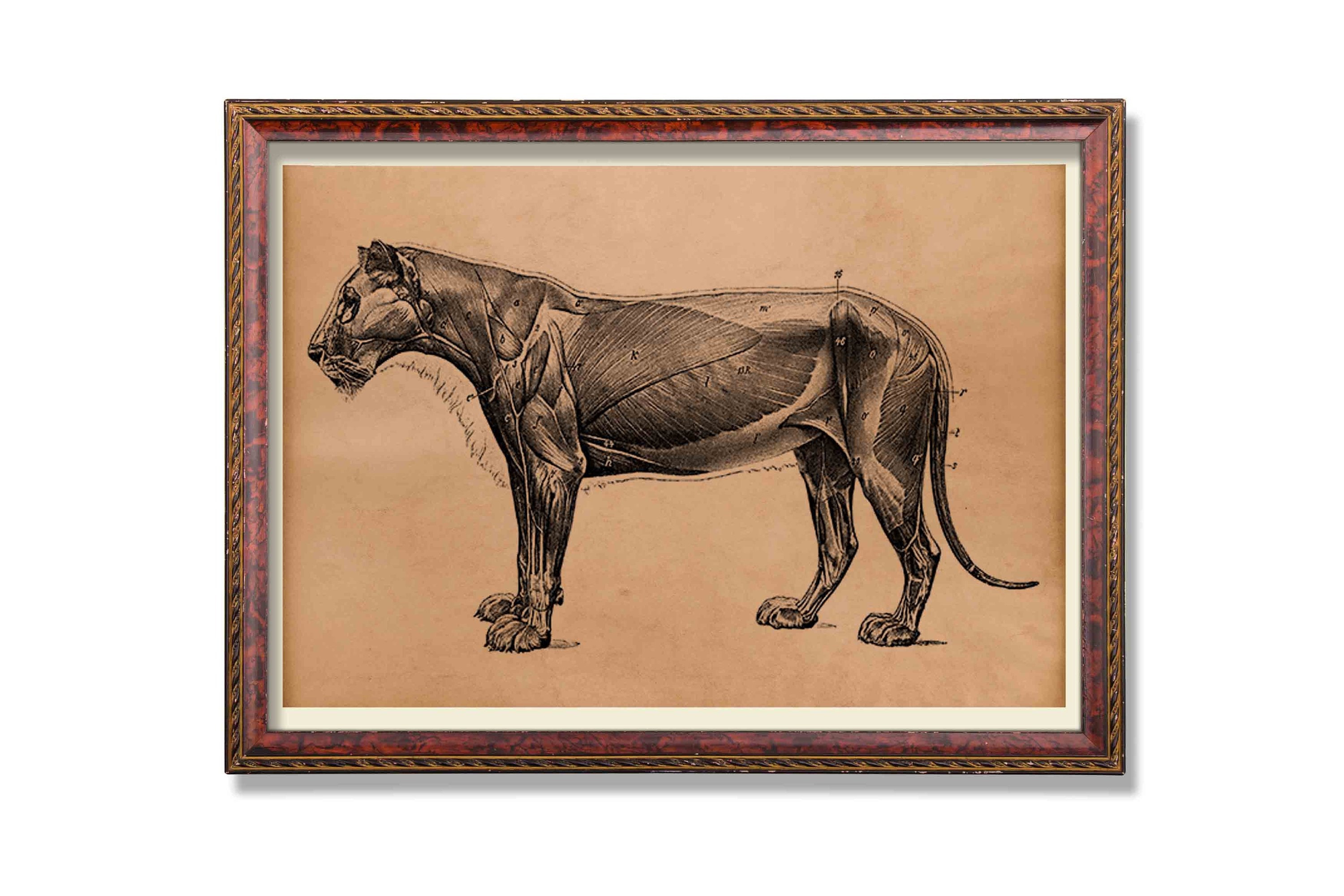 Vintage Animal Anatomy print Lion poster Cat decor Anatomical Etsy
