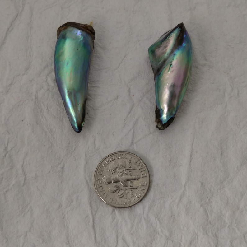 PAIR of Large Natural Abalone Pearls 43ct Total Weight for Etsy