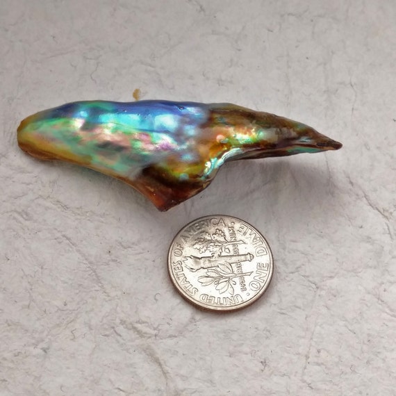Natural 41ct Horn Shaped Abalone Pearl Loose Gem for a