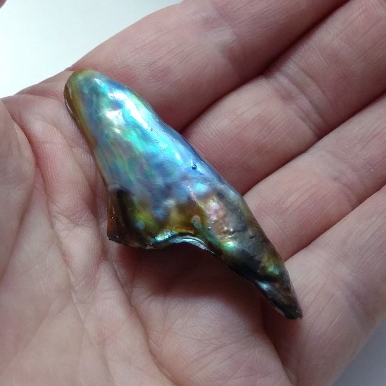 Natural 41ct Horn Shaped Abalone Pearl Loose Gem For A Custom Pendant natural-41ct-horn-shaped-abalone-pearl-loose-gem-for-a-custom-pendant