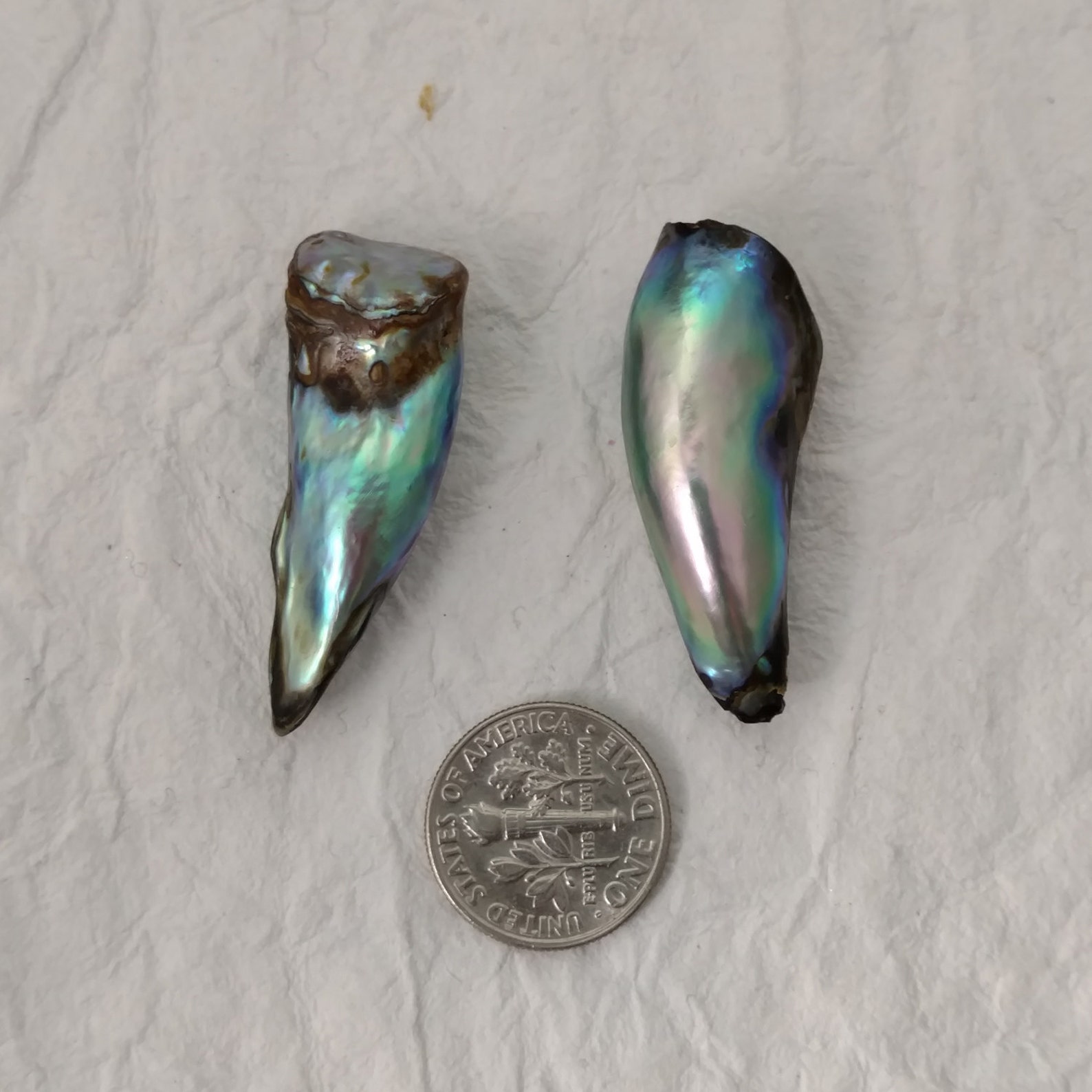 PAIR of Large Natural Abalone Pearls 43ct Total Weight for Etsy
