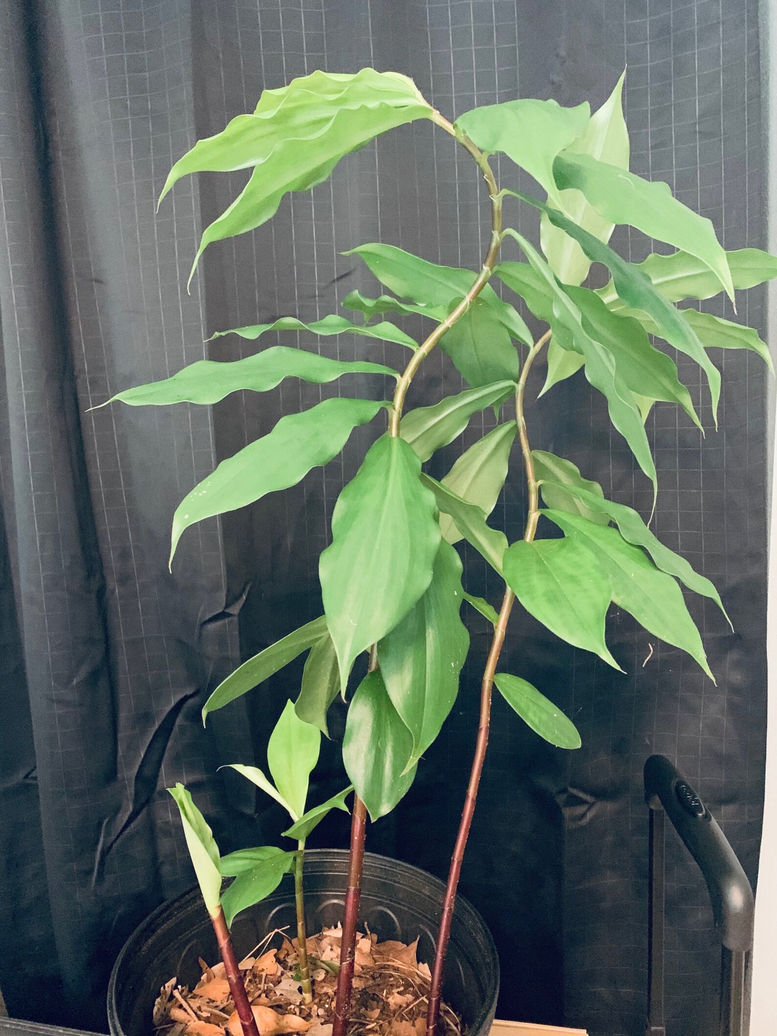 Insulin plant FRESH LEAVES Organic Herbal remedy Natural Etsy