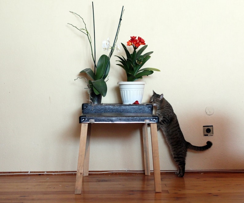 May include: A tabby cat stands on a wooden table with two potted plants. One plant has white flowers and the other has orange flowers. The table has a black top and wooden legs.