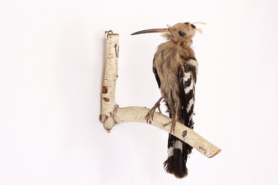hoopoe wildbird