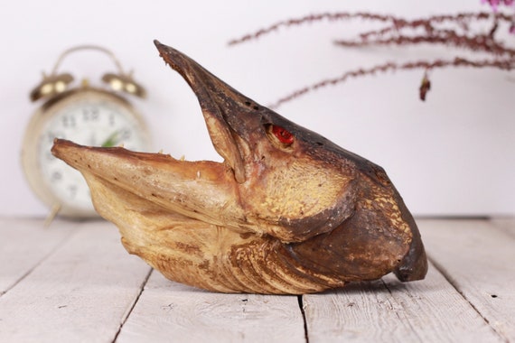 Crâne De Poisson Naturel Poisson Chat De Poisson Tête De Chat Tête De Poisson Taxidermie Tête Gros Poissons Silure Pêcheur Cadeau Décoration