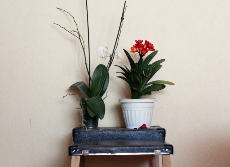 May include: Two potted plants on a black step stool. The plant on the left has white flowers and green leaves. The plant on the right has orange flowers and green leaves.