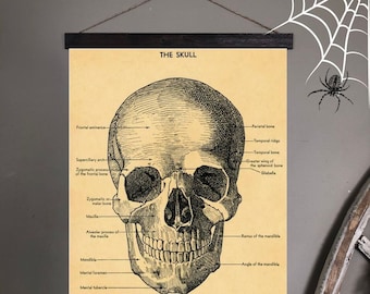 Skull Poster | Skull Decor | Skull Art | Skull Print | Skull Wall Art | Skeleton Art | Vintage Anatomy Print | Human Skull | Skull Diagram