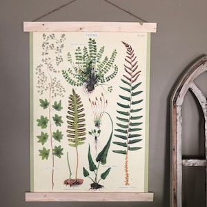 Impression de fougères | Poster de fougères | Art mural fougères | Impression botanique vintage | Art fougère | Impression fougère | Plantes Impression | Affiche de fougère | Art de la ferme