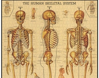 Skeleton Puzzle | 1000 Piece Puzzle | Skeletal System Puzzle | Jigsaw Puzzle | Anatomy Puzzle | Puzzle for Adults | 1000 Pieces Puzzle Box