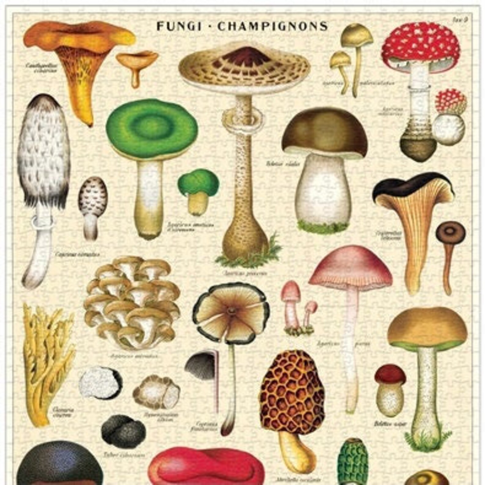 Savanna Fungi: A Vital Piece Of The Ecosystem Puzzle - nlwt7jr
