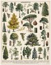 Trees Puzzle | 1000 Piece Puzzle | Tree Species Puzzle | Jigsaw Puzzle | Botanical Art Puzzle | Puzzle for Adults | 1000 Pieces Puzzle Box