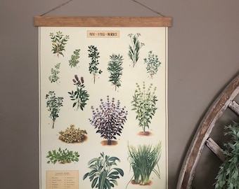 Kitchen Herbs Plant Print - Basil, Thyme, Sage