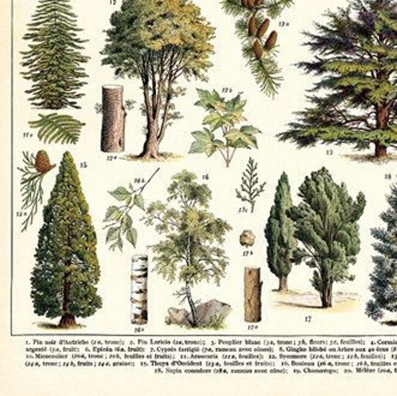 Tree Print Tree Species Wall Art Trees Print Vintage | Etsy