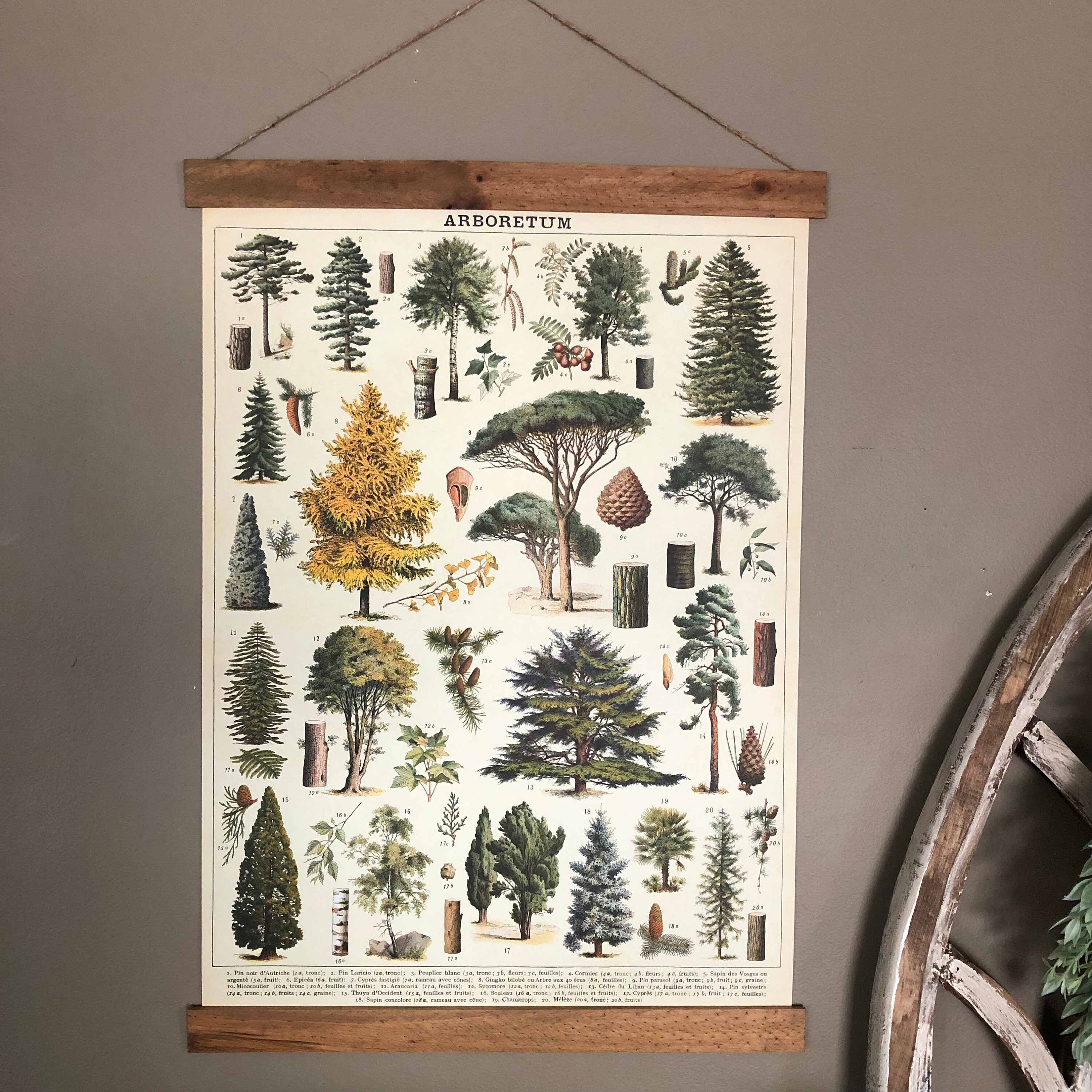 Trees Puzzle 1000 Piece Puzzle Tree Species Puzzle Etsy