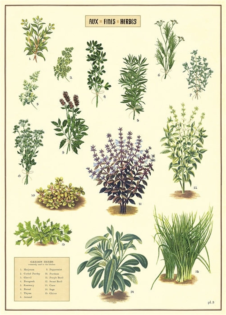 Herbs Print Herbs Poster Herb Wall Art Herb Print Herb Art Herb Garden Kitchen Decor Herb Plants Print Basil Thyme Sage Poster