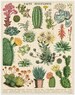 Succulent Puzzle | 1000 Piece Puzzle | Cactus Puzzle | Jigsaw Puzzle | Botanical Art Puzzle | Puzzle for Adults | 1000 Pieces Puzzle Box 