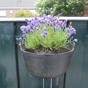 May include: A black metal hanging planter with a lavender plant in bloom. The planter has a handle and three legs. The lavender plant has purple flowers and green leaves.