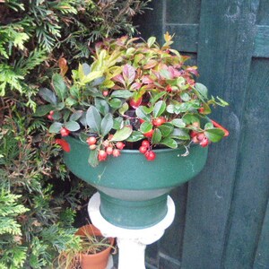 May include: A green planter with red berries and green leaves. The planter is on a white pedestal and is in front of a green wooden fence.