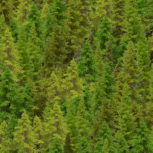EVERGREEN FOREST Woodland Retreat cotton fabric, Timeless Treasures fabric, 100% cotton fabric, trees fabric, nature fabric, NATURE-CD3831!