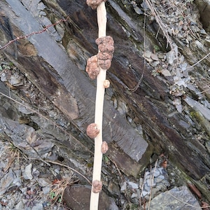 May include: A light-colored wooden walking stick with several brown, knobby growths along its length. The stick is set against a backdrop of gray and brown rock formations and some sparse vegetation.