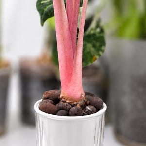 May include: A houseplant with a vibrant pink stem and green leaves with white variegation. The plant is potted in a white inner container filled with dark brown clay pebbles, set inside a clear, vertically ribbed outer glass planter.