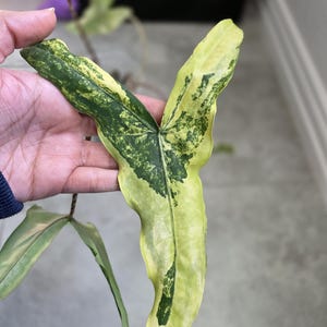 Alocasia Tigrina Superba Variegated - Etsy