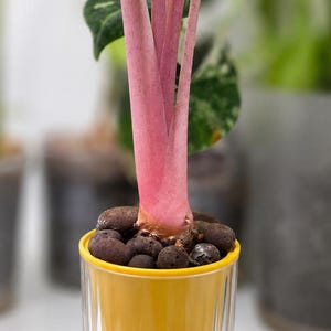 May include: A houseplant with vibrant pink stems and a green leaf, potted in a yellow inner container nested inside a clear, vertically ribbed outer glass vessel. The plant base is surrounded by dark brown porous clay pebbles, with visible roots.