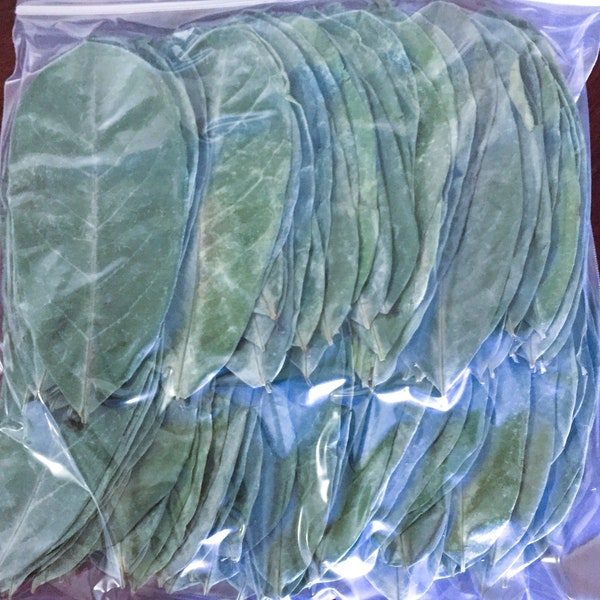 100pcs. air dried organic tea leaves soursop, graviola, guyabano, guanabana, annona muricata