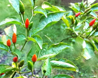 50 Plus Organic Seeds-Very Hot Chili Spicy Pepper