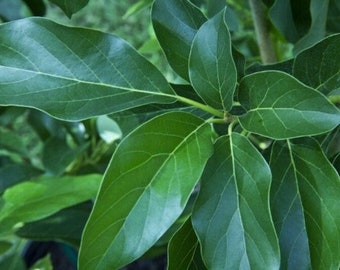 100 piezas de té de hojas grandes de aguacate deshidratado al aire, orgánico, cultivado en la montaña Pangasinan, Filipinas