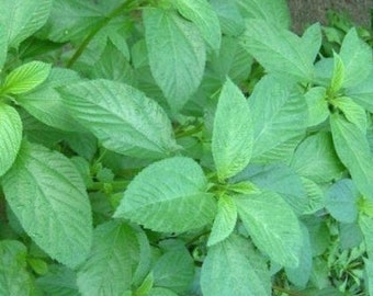 Details about Molokhia Green Jute 100 seeds Saluyot Egyptian spinach Corchorus olitorius Details about Molokhia Green Jute 100 seeds Saluyot Egyptian spinach Corchorus olitorius