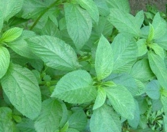 1,000+Pcs. Jute seeds,Saluyot,Koshta Tororo no, Molokhia, Egyptian spinach seeds Corchorus olitorius can grow in a green house