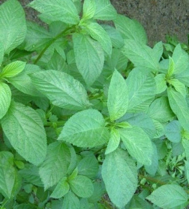 1,000Pcs. Jute seeds,Saluyot,Koshta Tororo no, Molokhia, Egyptian spinach seeds Corchorus olitorius can grow in a green house image 1