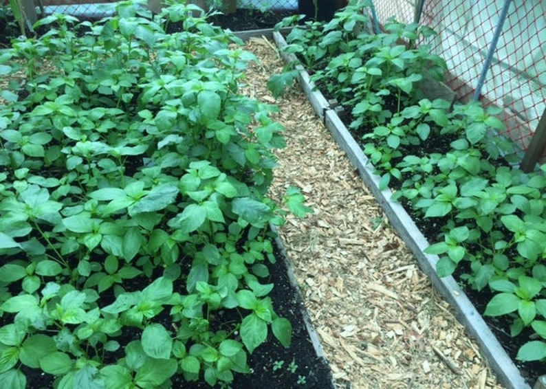1,000Pcs. Jute seeds,Saluyot,Koshta Tororo no, Molokhia, Egyptian spinach seeds Corchorus olitorius can grow in a green house image 2