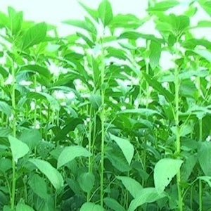 1,000Pcs. Jute seeds,Saluyot,Koshta Tororo no, Molokhia, Egyptian spinach seeds Corchorus olitorius can grow in a green house image 4