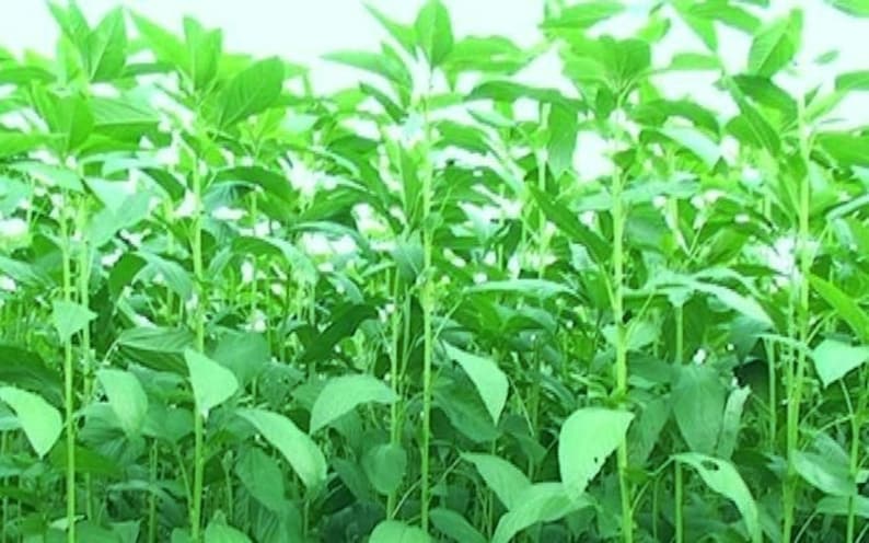 1,000Pcs. Jute seeds,Saluyot,Koshta Tororo no, Molokhia, Egyptian spinach seeds Corchorus olitorius can grow in a green house image 4