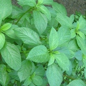 10,000+ Pcs. 26g Jute seeds,Saluyot, Molokhia, Egyptian spinach Corchorus olitorius,can grow in a greenhouse newly harvested